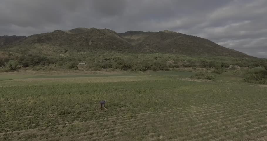 Aerial View of a Field full of Peanut Plantations and a Man in the Middle Harvesting in Mizque, Cochabamba, Bolivia.