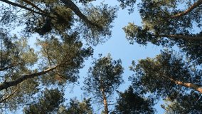 Pine Forest. Tall pines trees grow in the forest, look up through the trees at the gray sky, outdoors, Circular camera motion, view up, rotation, vertical video, moving
