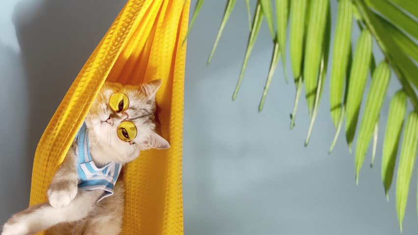 adorable white cat in yellow glasses and a striped T-shirt lies in a yellow fabric hammock, relaxed Royalty-Free Stock Footage #1105469707