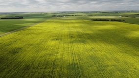 Aerial blooming yellow rapeseed fields with cloud shadows overlooking  a prairie landscape in Alberta Canada.