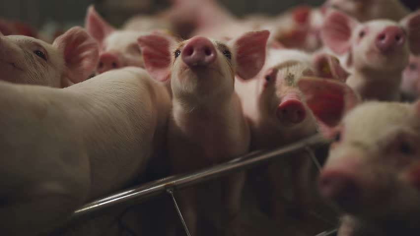 Small piglets, piglets on a pig farm, a pen of small piglets, a pig farm Royalty-Free Stock Footage #1105470957