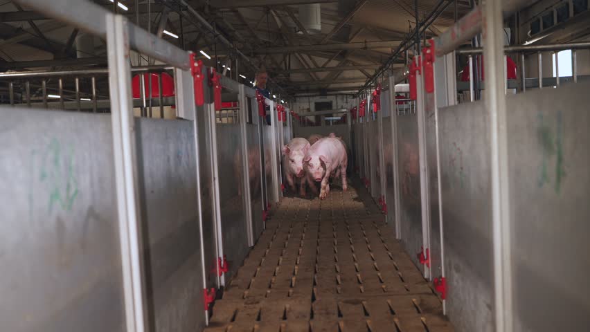 Transportation of pigs, pigs go, pig farm, pig breeding complex Royalty-Free Stock Footage #1105471067