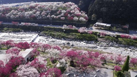 南信州の桃源郷「花桃の里」。 5,000本の花桃が咲く月川温泉周辺は「花桃の里」と呼ばれ、開花時期には「園原の里花まつり」が開催され多くの人でにぎわいます。
"Hanamomo no Sato", is a peach-growing region in Minami-Shinshu, where 5,000 peach trees bloom in spring. 庫存影片