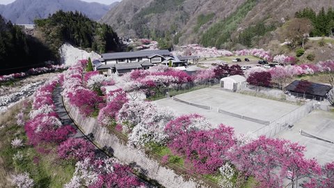 南信州の桃源郷「花桃の里」。 5,000本の花桃が咲く月川温泉周辺は「花桃の里」と呼ばれ、開花時期には「園原の里花まつり」が開催され多くの人でにぎわいます。
"Hanamomo no Sato", is a peach-growing region in Minami-Shinshu, where 5,000 peach trees bloom in spring. 庫存影片