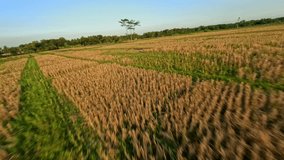 FPV aerial flying over a lush green paddy fields in the picturesque countryside at sunset. - Powered by Shutterstock - Get 15% off with code: PIKWIZARD15