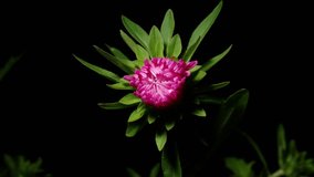 Time lapse of growing pink daisy flower from bud to full blossom. Summer daisy flower blooming isolated on black background, 4k video studio shot close up view.