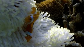 Beauty of white anemone and clownfish in an underwater close-up video. Subtle movements and beauty of white anemone and her clown fish partners in an underwater close-up video.