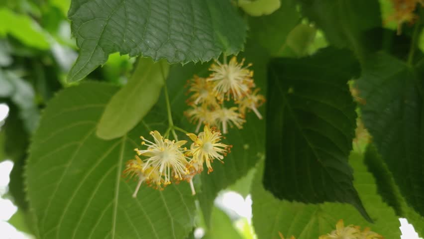 Inflorescences of the blooming linden on a branch among the leaves, view close-up in overcast windy weather
 Royalty-Free Stock Footage #1105478795