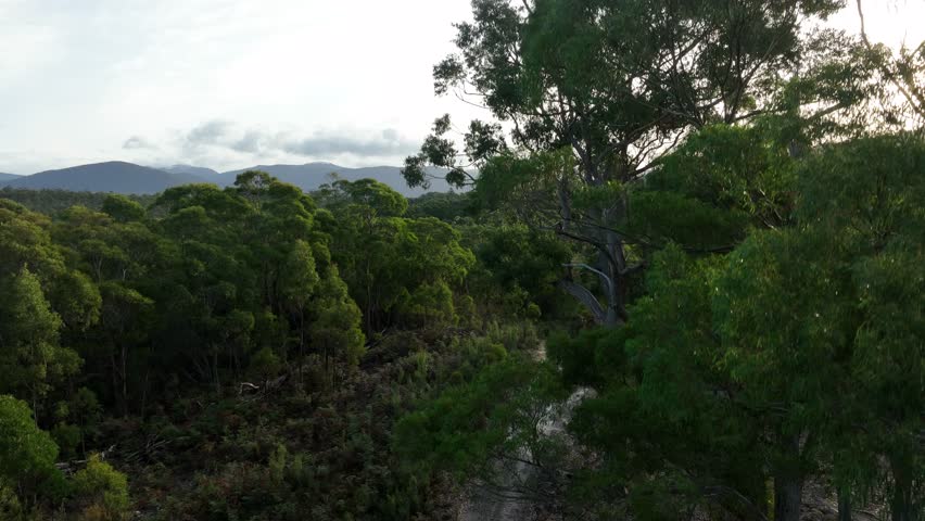 flying over a plantation of trees, in a forestry farm, in the bush in the mountains	