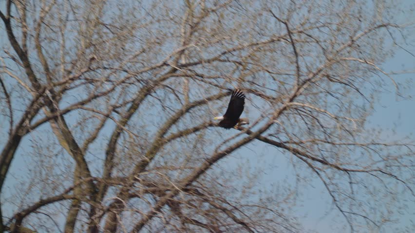 bald eagle carrying fish diving in grey cloud scenic nature area Minnesota