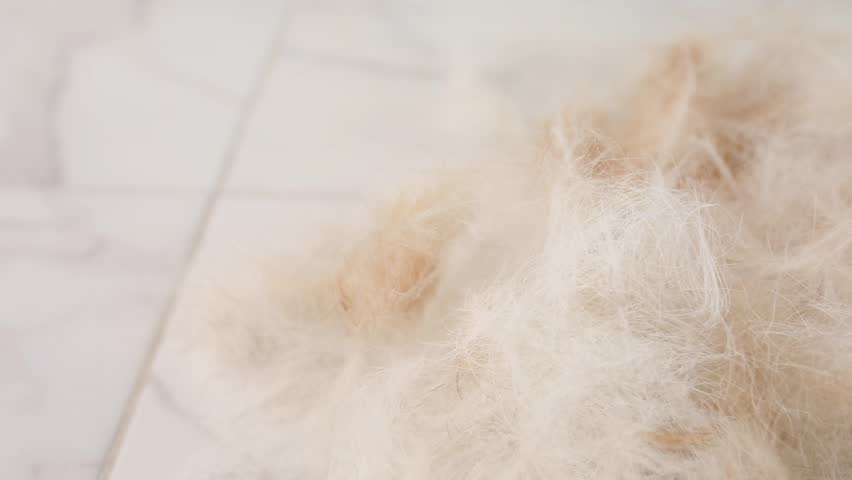 pet grooming at home. dog hair with trimmer on the floor after trimming. High quality FullHD footage Royalty-Free Stock Footage #1105481649