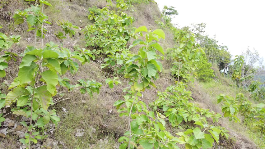 Vegetation in hill and forest areas Drone View