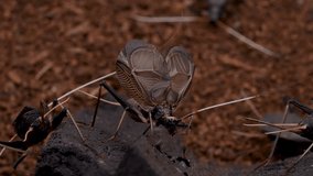4K video of a grooming bell crickets.