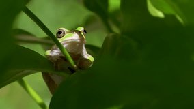 4K video of tree frogs on grass.
4K 120fps edited to 30fps.