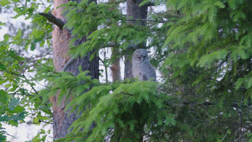 Young Tawny Owl Resting On Conifer Tree Branch. Static Shot