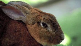 Close up scene : Head of brown rabbit. Nose is sniffing