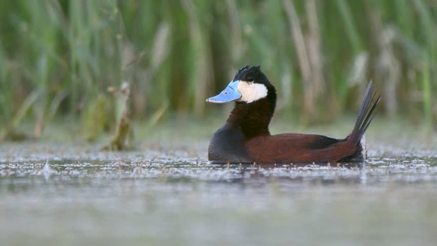 A closeup shot of a Ruddy Duck in a lake with green leaves in the background