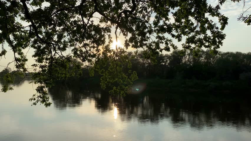 The sun shines through the branches of an oak tree at sunset with the river and forest in the background. Sunset on the river in an oak grove in summer