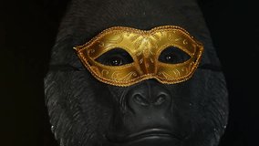 footage of gorilla mask dark background