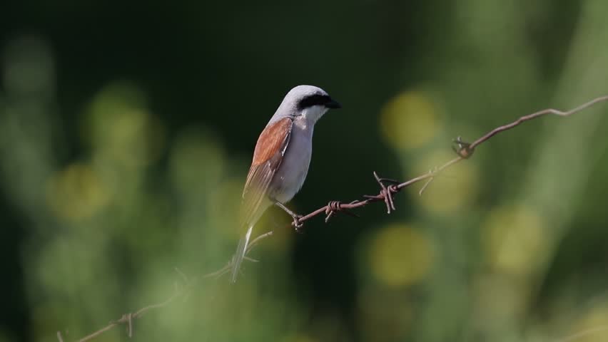 Red-backed shrike, Lanius collurio. The male sits on a barbed wire fence