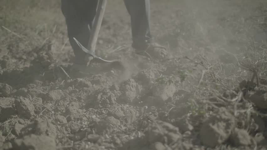 Indigenous Man uses a Pickaxe to Harvest on Dry Land in Mizque, Cochabamba, Bolivia