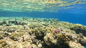Underwater Colorful Tropical Coral Reef. Tropical blue sea water. Coral Garden Seascape. Slow Motion. Red Sea, Egypt. Underwater World Life. Tropical Underwater Seascape. Reef Coral Scene. - Powered by Shutterstock - Get 15% off with code: PIKWIZARD15