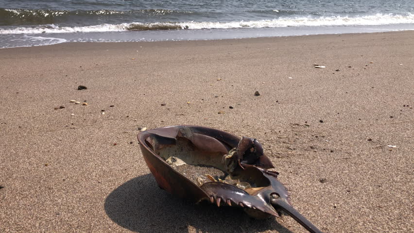 The remains of dead horseshoe crab washed up on the beach. 
