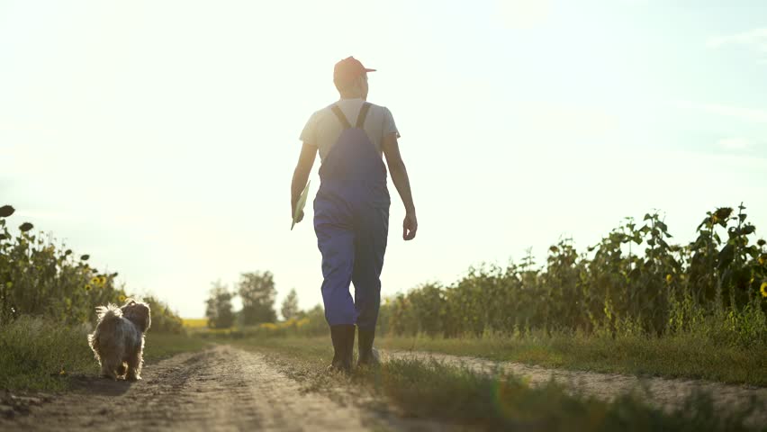 Agriculture. Farmer agronomist goes in rubber boots. a farmer with a dog walks along rural road. An agronomist walks across a field at sunset. Vegetable oil production. Farmer at sunset with dog walk Royalty-Free Stock Footage #1105505805