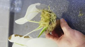 Men's hands pack a stalk of a houseplant in a cut plastic bottle with sphagnum moss by mail. packaging and transportation of sprouts. vertical video