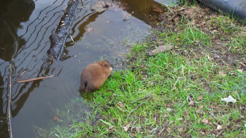 Muskrat dives into the pond