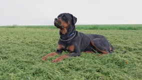 Dog Rottweiler lies on a meadow with green grass in cloudy weather
