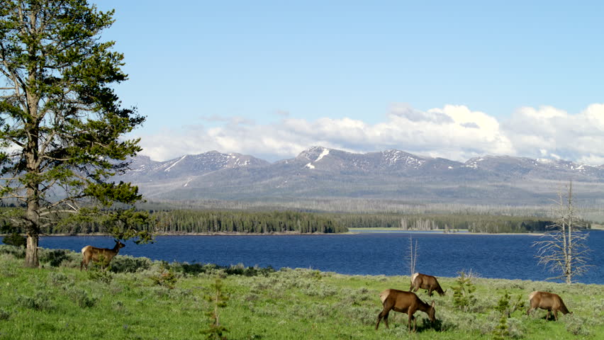 Small herd of elk enjoying an afternoon snack with a view of Yellowstone lake and picturesque snowy mountains on a background on a sunny day with the clouds Adorable scenery Yellowstone national park