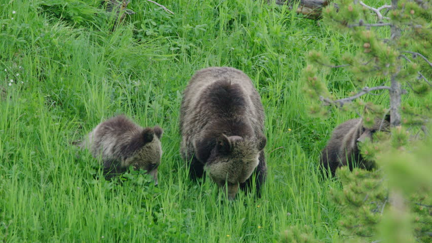 Close-up view of mama, grizzly bear, and two cubs, eating chilling in the woods, baby cop standing on their feet at the Yellowstone national Park. Wyoming, USA 4K high-quality shot on red