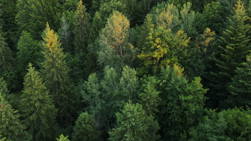 Flight over amazing woods, natural background in motion. Aerial view of beautiful summer forest at sunset or sunrise light in natural park. Drone fly over green treetops, colorful texture in nature Royalty-Free Stock Footage #1105521947