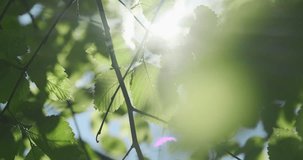 Sun light in green foliage background, closeup. Natural spring sunlight in fresh green leaves. Tree leaf on blue sky in sunny summer nature backdrop. Clean forest environment in abstract sunshine