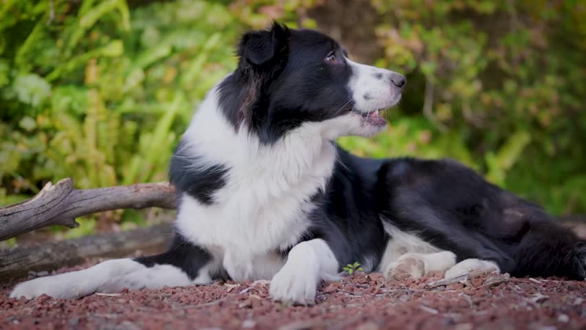 Cute border collie puppy chewing a stick outside in the garden
