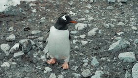 Subantarctic penguin in the wild of Antarctica.