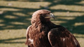 A golden eagle bird perching. Aquila chrysaetos Accipitridae hunter predator raptor raptorial bird prey perched perching siting waiting head eye beak plumage plume close up - Powered by Shutterstock - Get 15% off with code: PIKWIZARD15