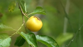 organic plums on a tree. 4k video capture
