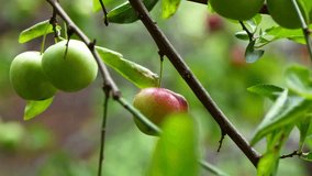 organic plums on a tree. 4k video capture
