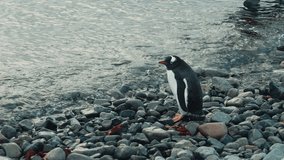 A subantarctic penguin stands near the ocean in Antarctica.
