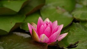 4K close up video with a beautiful vivid pink color water lily flower