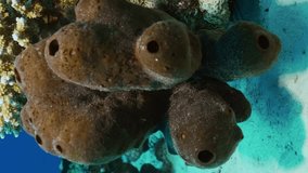 Vertical video, Close-up of Great sea sponge on coral reef at seabed on sunny day, slow motion
