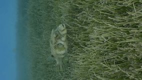 Vertical video, Close-up of Broadbarred Toadfish or White-spotted puffer (Arothron hispidus) swims over seagrass bed among Round Leaf Sea Grass or Noodle seagrass (Syringodium isoetifolium) in evening