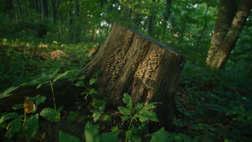 Shot of moss-covered stump in the green forest at sunlight spring. Nature. Woods. Texture. Slow motion