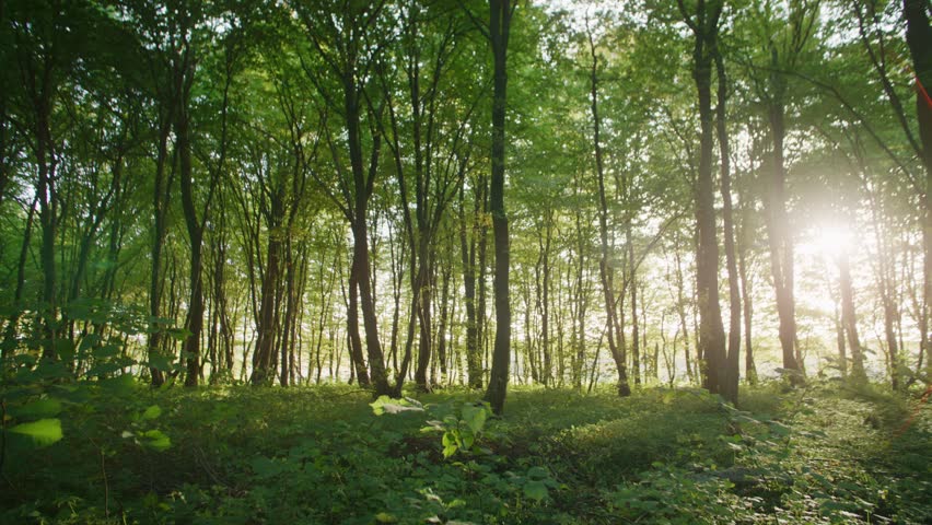 Green forest in the rays of the rising sun. Sunrise in the forest, rays make their way through the branches of trees. Nature