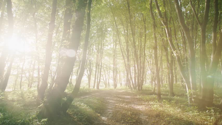Magic forest with green nature and the sun shines through the trees ground path. Landscape. Spring. Sunbeam. Slow motion