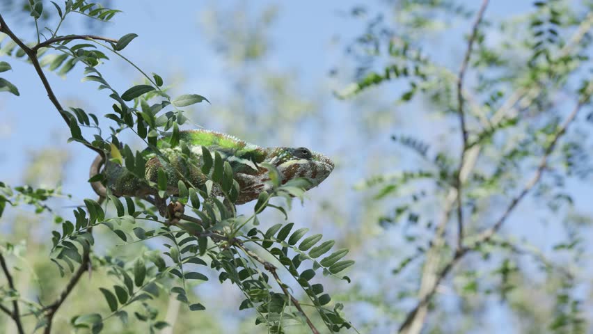Green chameleon sits swaying on thin tree branch among green leaves wrapping its tail around the branch on sunny day on blue sky background. Panther chameleon (Furcifer pardalis). Royalty-Free Stock Footage #1105540309
