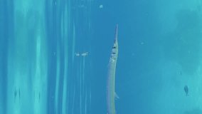 Vertical video, Close up of Sea pike swims over coral reef on sunny day in sunbeams, slow motion. Needlefish or Garfish floats in blue water above reef in sunlight, Camera moving forwards  