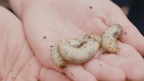 A little brave girl holds in her hands a lot of white moving thick beetle larvae, close-up palm